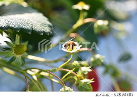 いちごの花とミツバチ 62093885