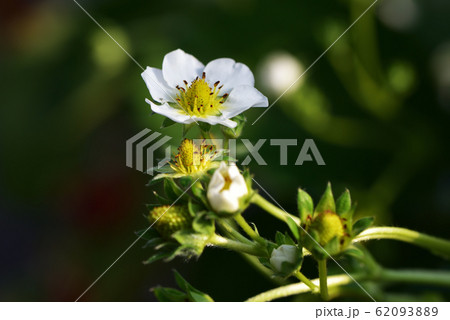いちごの花と蕾と実 62093889
