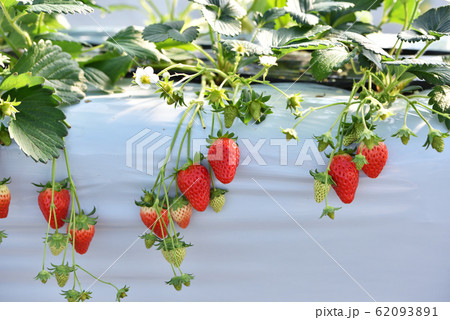 すずなりイチゴ 62093891