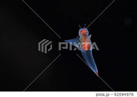 冷たい水の中を泳ぐクリオネ（ハ冷たい水の中を泳ぐクリオネ（ハダカカメガイ）ダカカメガイ） 62094976