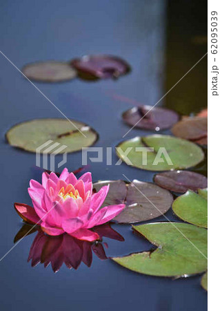 大きな睡蓮の花 大きな睡蓮の花 62095039