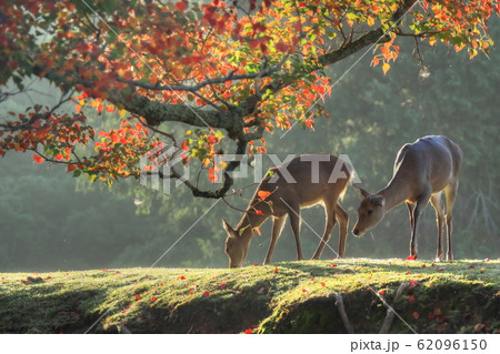 秋の鹿 62096150