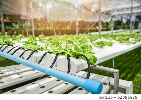 Hydroponic system young vegetable  and fresh green 62096829