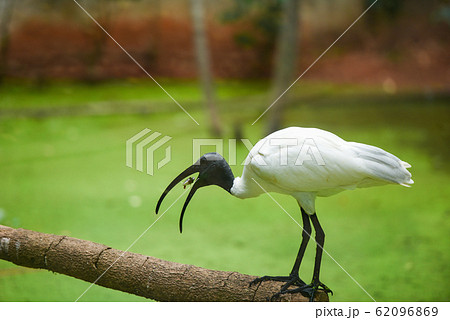 Black headed ibis / Australian white Ibis bird Black headed ibis / Australian white Ibis bird 62096869