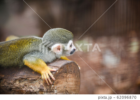 Squirrel monkey lying on wood timber nature blur Squirrel monkey lying on wood timber nature blur 62096870