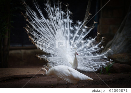 Beautiful white peacock opened shows tail in the 62096871