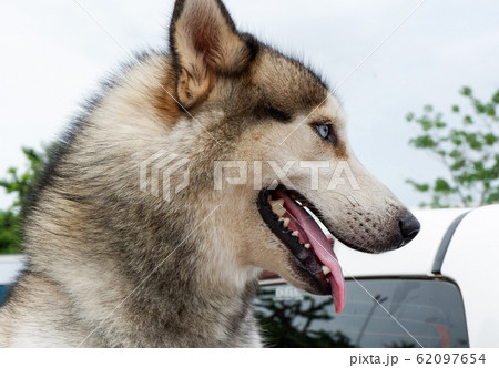 Close up of face Siberian Husky dog tongue 62097654