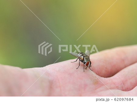 House fly on human skin hand / Close up fly macro House fly on human skin hand / Close up fly macro 62097684