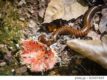 millipede eating mushroom wild on ground in the 62097685