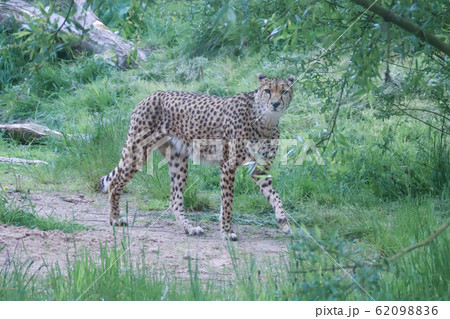 Cheetah in Chester Zoo, England. Cheetah in Chester Zoo, England. 62098836