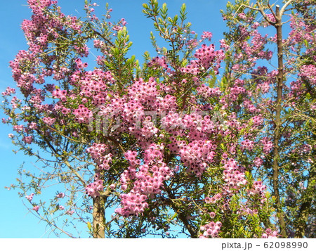 可愛い小さい桃色の花ジャノメエリカ 可愛い小さい桃色の花ジャノメエリカ 62098990