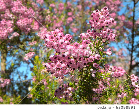 可愛い小さい桃色の花ジャノメエリカ 可愛い小さい桃色の花ジャノメエリカ 62098991