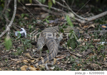 ナイルオオトカゲと捨てられたゴミ 62099000