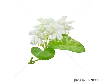 Beautiful Jasminum Sambac Flower Sampaguita の写真素材 Beautiful Jasminum Sambac Flower Sampaguita の写真素材