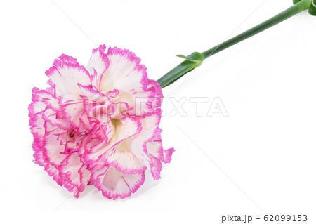 【カーネーション】 (深度合成) 62099153