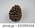 松ぼっくり 62099348
