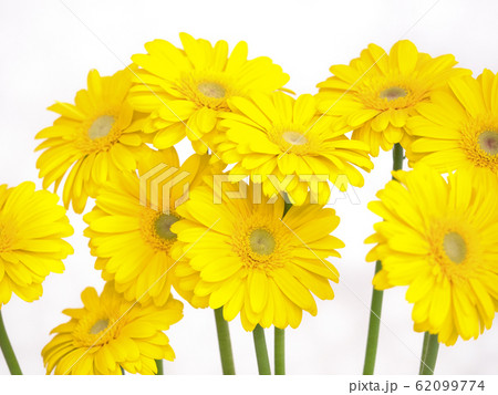 ガーベラの花 62099774