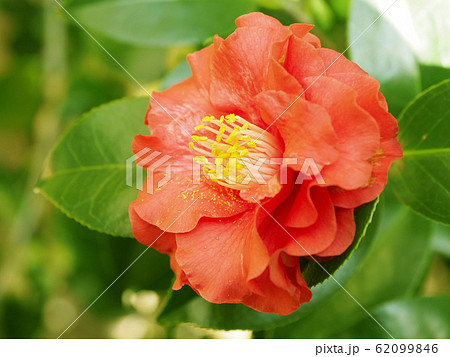 美しい椿(自然質感) 美しい椿(自然質感) 62099846