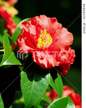 美しい椿(自然質感) 美しい椿(自然質感) 62099848