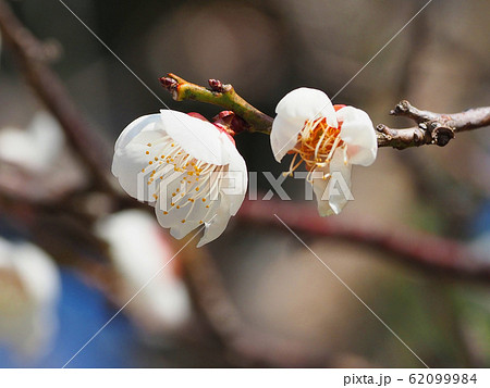 本場、大宰府の梅 本場、大宰府の梅 62099984