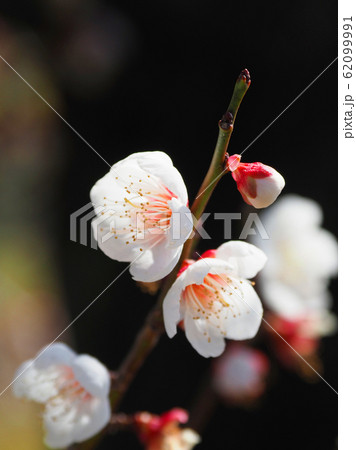 本場、大宰府の梅 62099991