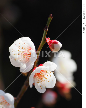 本場、大宰府の梅 62099992