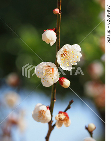 本場、大宰府の梅 本場、大宰府の梅 62099997