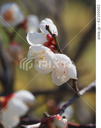 本場、大宰府の梅 62100002