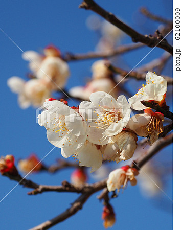 本場、大宰府の梅 本場、大宰府の梅 62100009