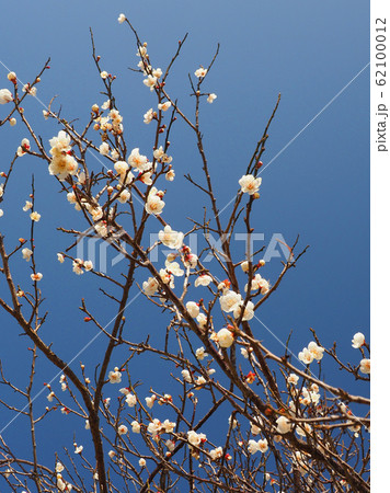 本場、大宰府の梅 62100012