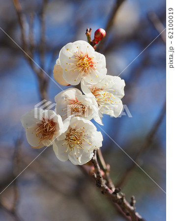 本場、大宰府の梅 本場、大宰府の梅 62100019