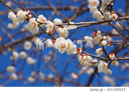 本場、大宰府の梅 本場、大宰府の梅 62100025