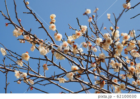 本場、大宰府の梅 本場、大宰府の梅 62100030