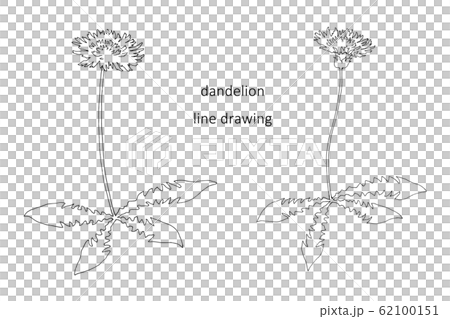 Dandelion Line Drawing - Stock Illustration [62100151] - PIXTA