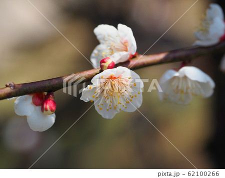 本場、大宰府の梅 本場、大宰府の梅 62100266