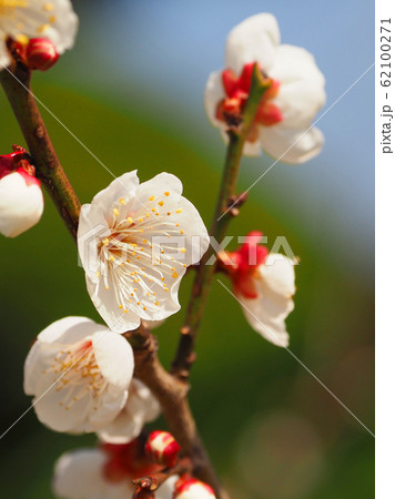 本場、大宰府の梅 本場、大宰府の梅 62100271