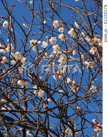 本場、大宰府の梅 本場、大宰府の梅 62100278