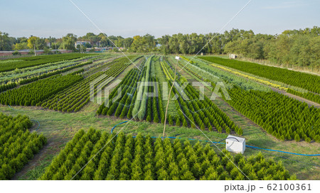 Nursery of ornamental plants in a rural country area 62100361