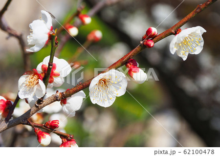 本場、大宰府の梅 62100478