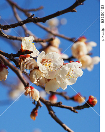 本場、大宰府の梅 本場、大宰府の梅 62100482