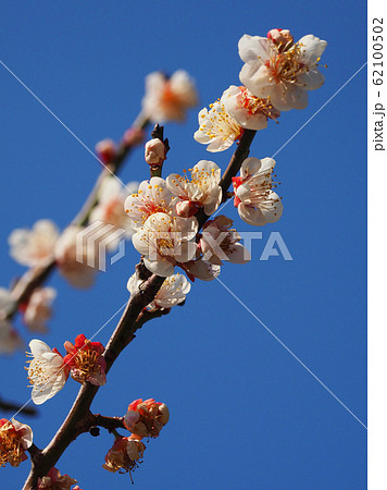 本場、大宰府の梅 本場、大宰府の梅 62100502