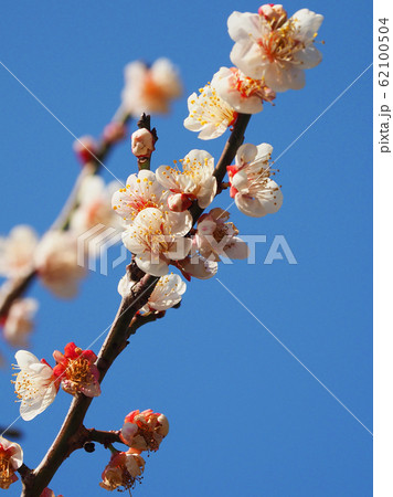 本場、大宰府の梅 62100504