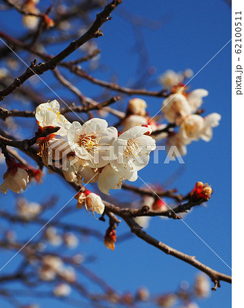 本場、大宰府の梅 本場、大宰府の梅 62100511