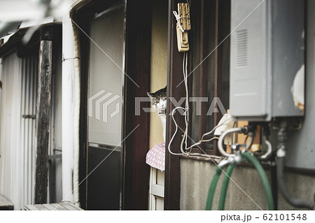 のぞき見している猫 62101548