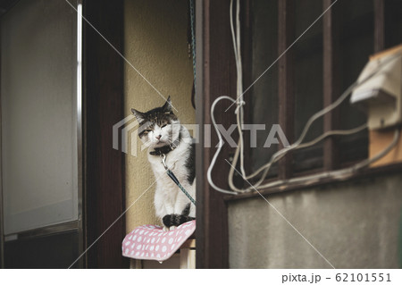 のぞき見している猫 のぞき見している猫 62101551