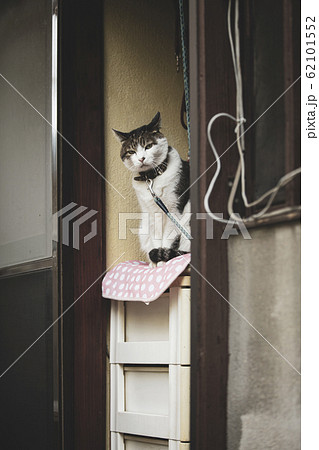 のぞき見している猫 62101552