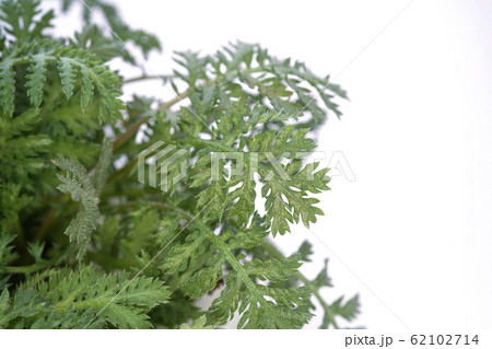 オレンジカモミール オレンジカモミール 62102714