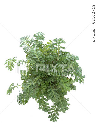 オレンジカモミール オレンジカモミール 62102718