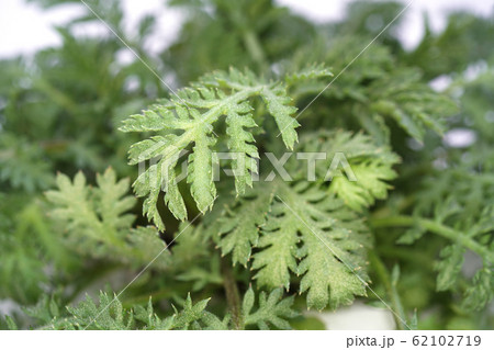 オレンジカモミール オレンジカモミール 62102719