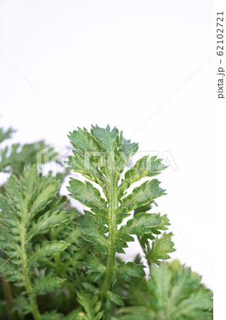 オレンジカモミール 62102721